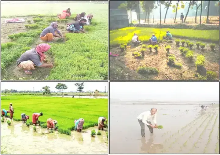 হবিগঞ্জ জেলা জুড়ে হাওড়ে স্বপ্ন বোনায় ব্যস্ত কৃষকরা