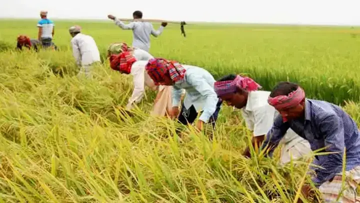 ৭০ ভাগ বোরো ধান কাটা হয়ে গেছে : কৃষি মন্ত্রণালয়