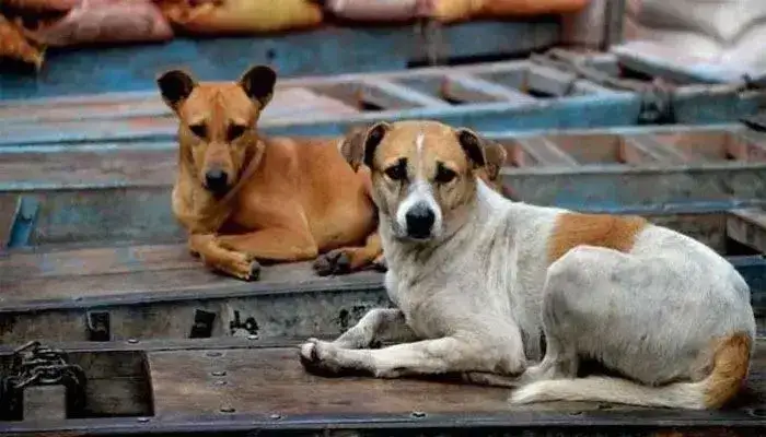 জলাতঙ্ক দিবস আজ: সংক্রমণ কমলেও রয়ে গেছে সংকট