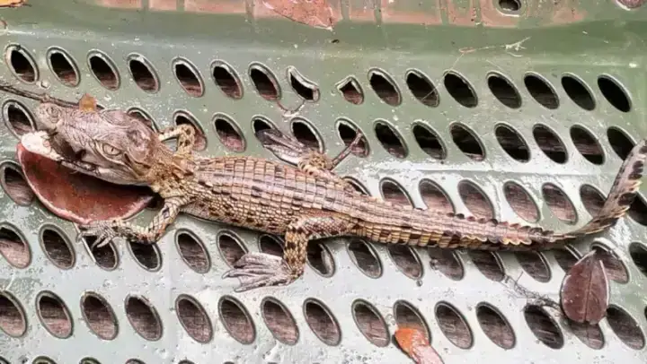 সুন্দরবনের সন্তান লোকালয়ে, শরণখোলায় কুমিরের আতঙ্ক