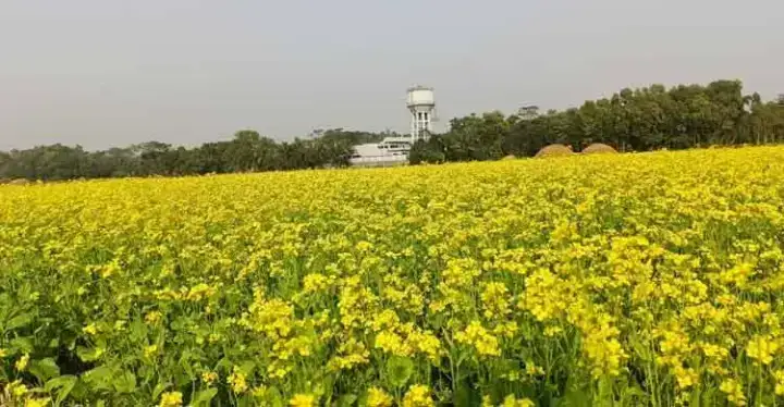 হলুদ ফুলে রাঙানো কৃষকের রঙিন স্বপ্ন