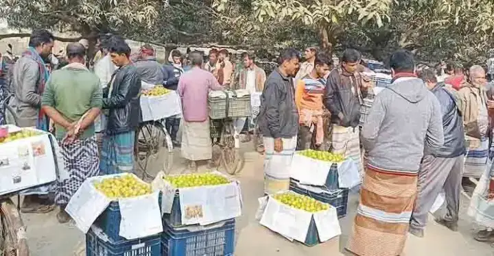 আমের বদলে বরই চাষে চাঁপাইনবাবগঞ্জের অর্থনীতি বদলে যাচ্ছে