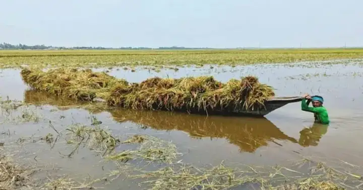 হাওড়ের ক্ষতিগ্রস্ত কৃষকদের সহায়তা দেওয়া হবে: মন্ত্রী