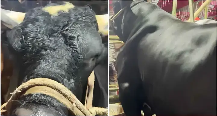 বেশি চিল্লায় আর বেশি খায়, তাই গরুর নাম নাসীরুদ্দিন পাটোয়ারী