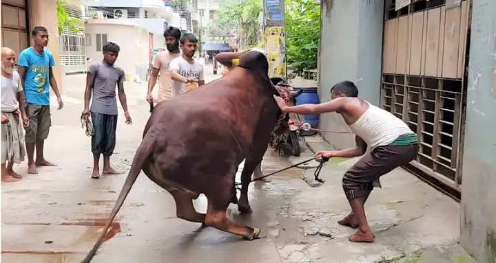 ঈদের দ্বিতীয় দিনেও চলছে কোরবানি, চাপ কমাতে অনেকে বেছে নিচ্ছেন পরের দিন!