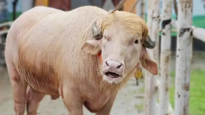 ডোনাল্ড ট্রাম্প খ্যাত গোলাপি মহিষ দেখতে মিরপুর চিড়িয়াখানায় দর্শনার্থীদের ভিড়